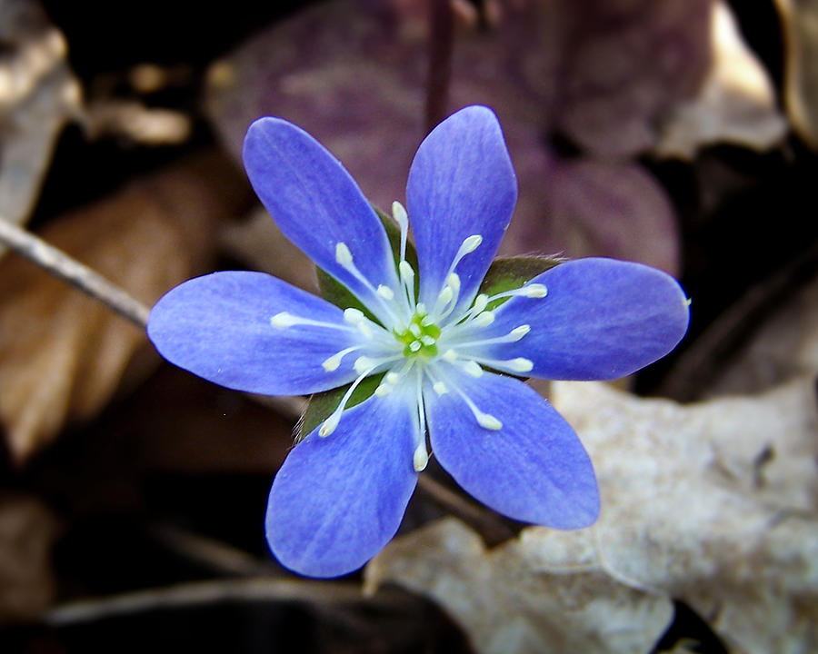 Hepatica Blue Photograph by Bill Pevlor