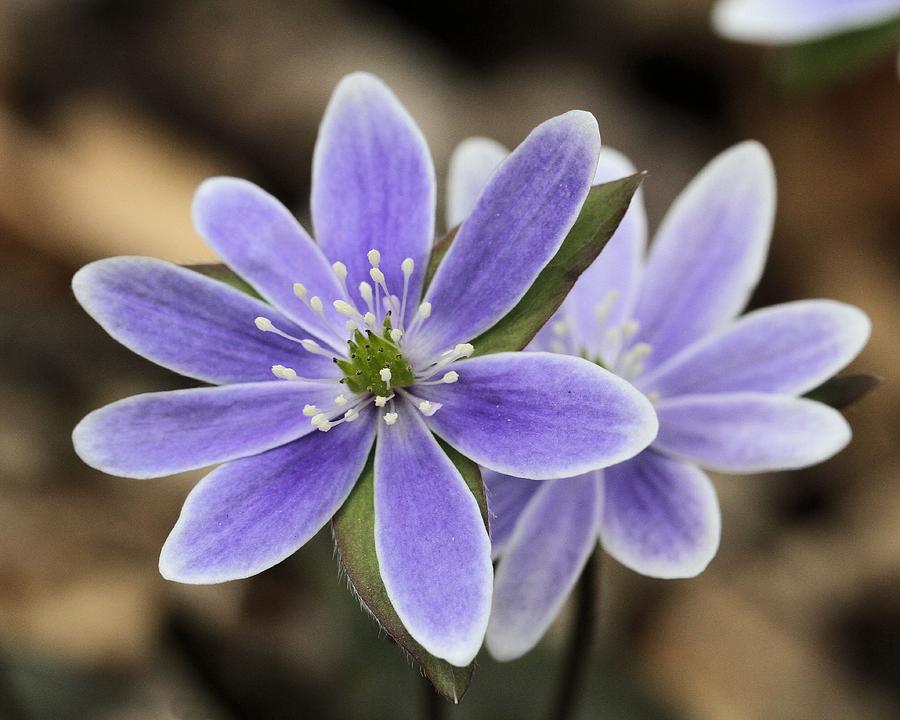 Spring Photograph - Hepatica close-up by Doris Potter