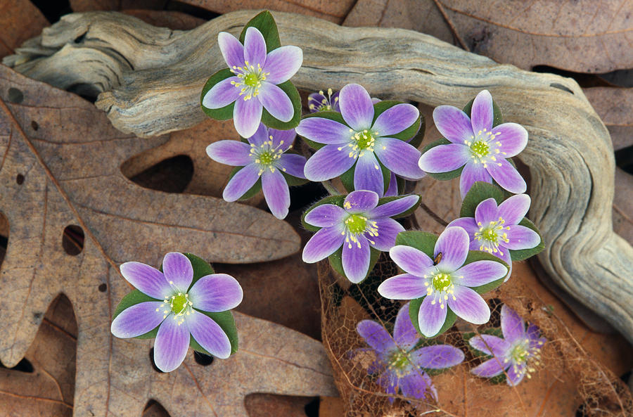 Hepatica Flowers Growing Through Fallen Photograph by Panoramic Images Hepatica Flowers Growing Through Fallen Photograph by Panoramic Images