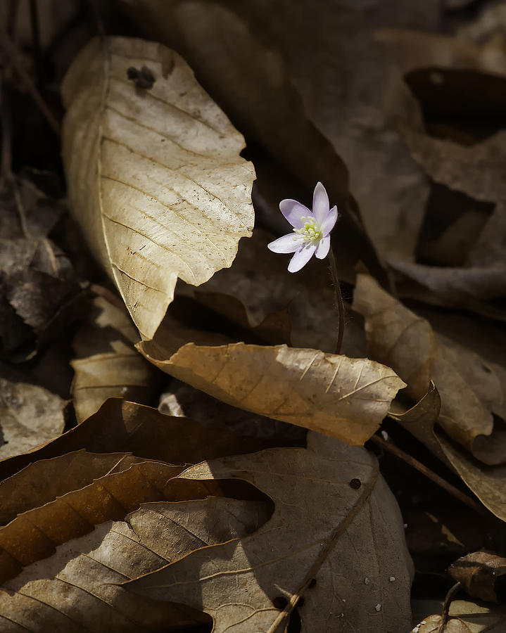 Hepatica in Filtered Light Photograph by Michael Dougherty