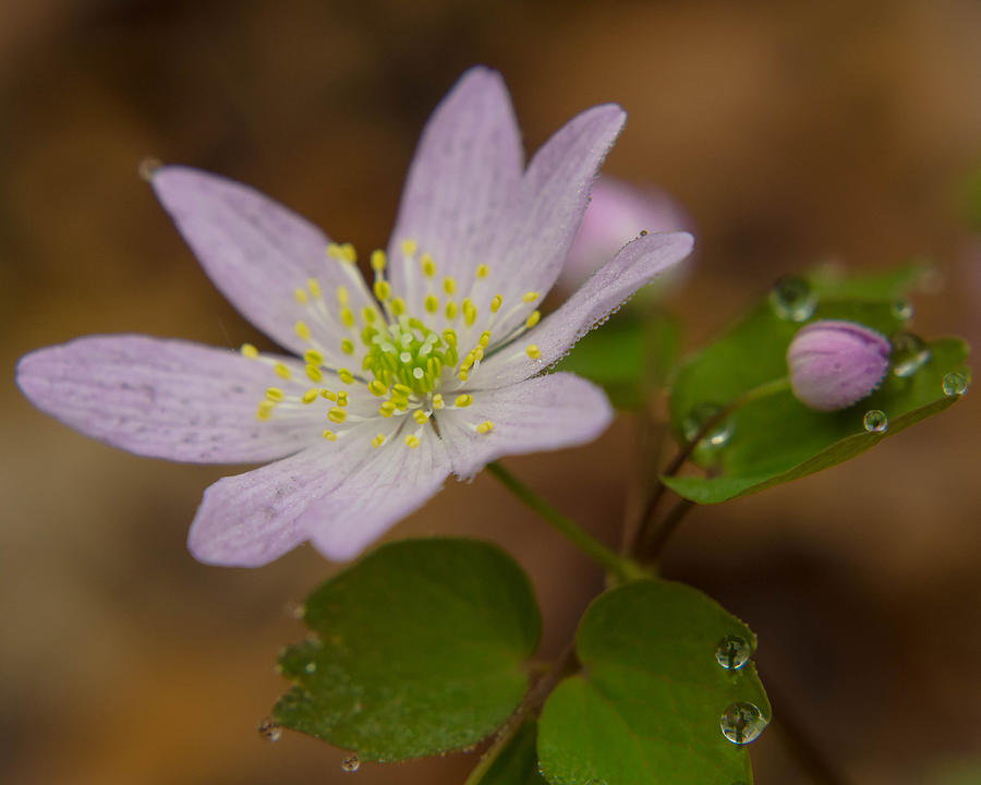 Nature Photograph - Hepatica in the Morning by Maria Suhr