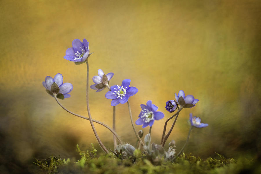 Hepatica Nobilis Flower Photograph by Piet Haaksma