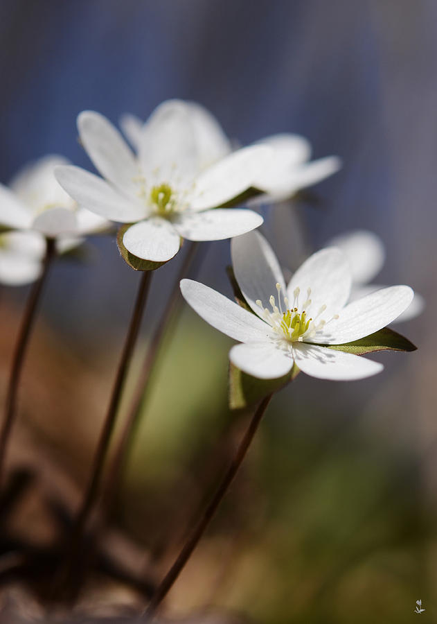 Spring Photograph - Hepatica White Wildflower by Minartesia