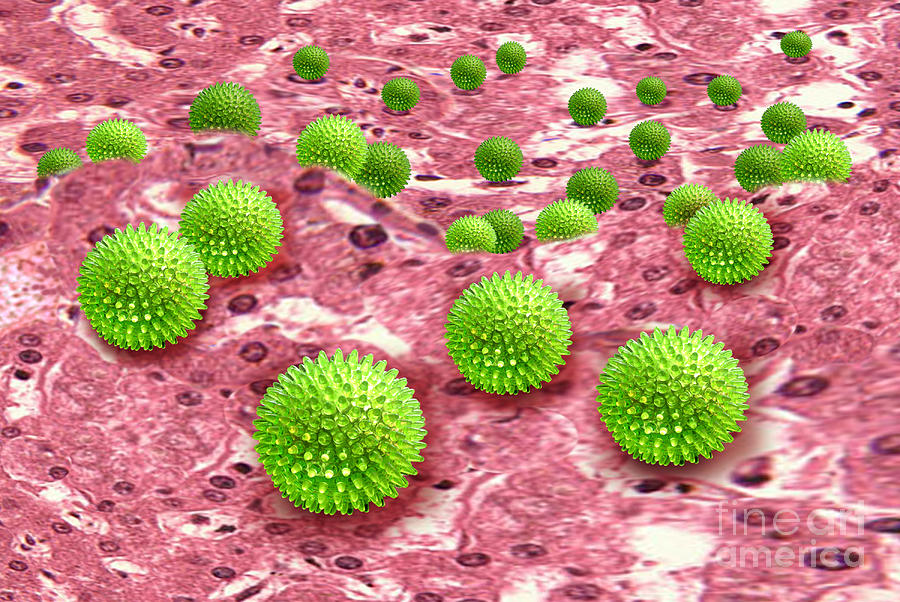 Hepatitis B Infecting Liver Tissue Photograph by Chris Bjornberg