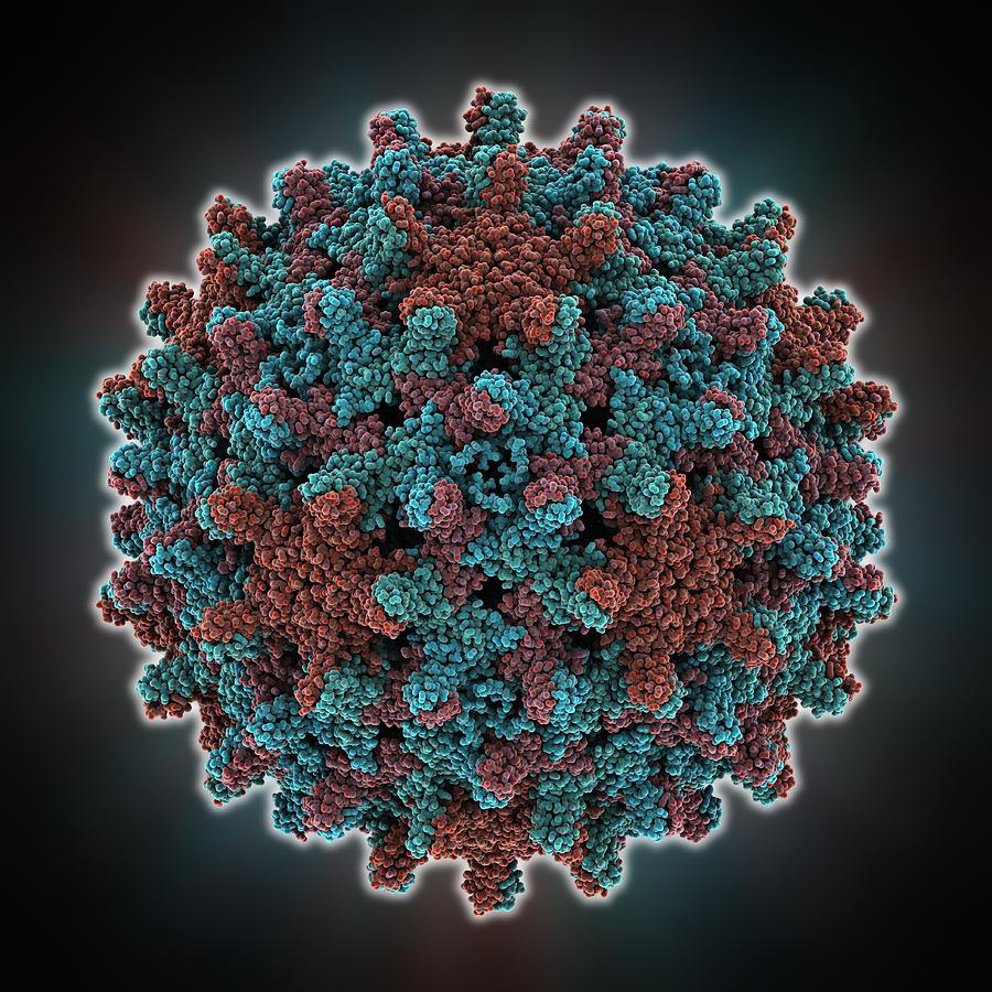 Гепатит б 6. Вирус гепатита б под микроскопом. HBV вирус. Гепатит б и Дельта. Как выглядит вирус Дельта.