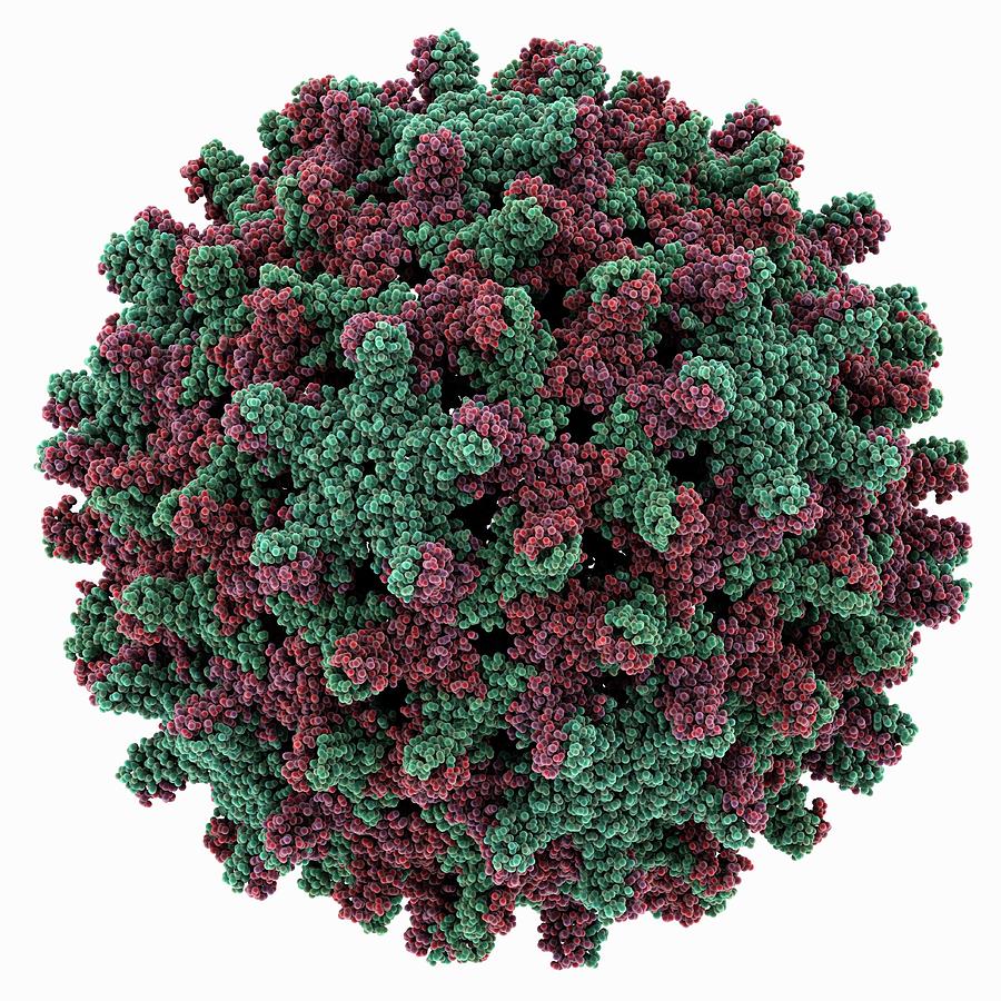 Hepatitis B Virus Capsid Molecule Photograph By Laguna Design/science ...