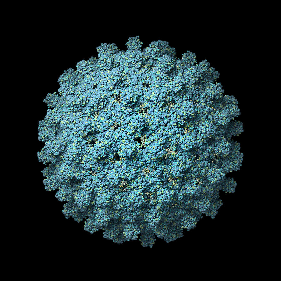 Hepatitis B virus isolated on a black background Photograph by Theasis