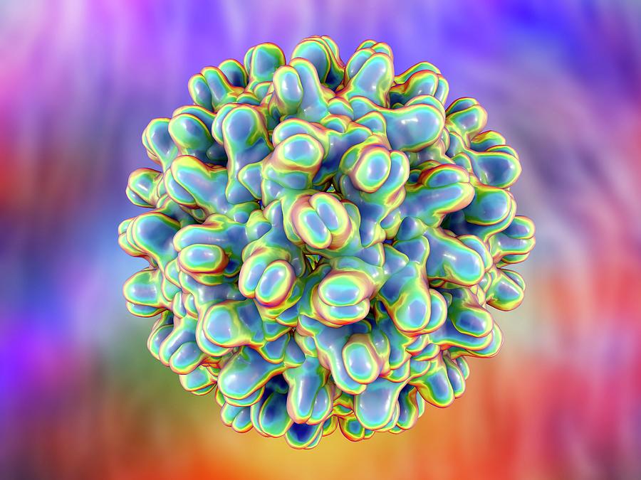 Hepatitis B Virus Particle By Kateryna Konscience Photo Library 