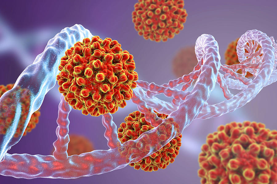 Hepatitis B viruses and DNA, illustration Drawing by Kateryna Kon/science Photo Library