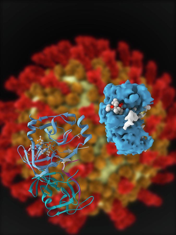 Hepatitis C Viral Protease Molecule Photograph by Ramon Andrade 3dciencia/science Photo Library