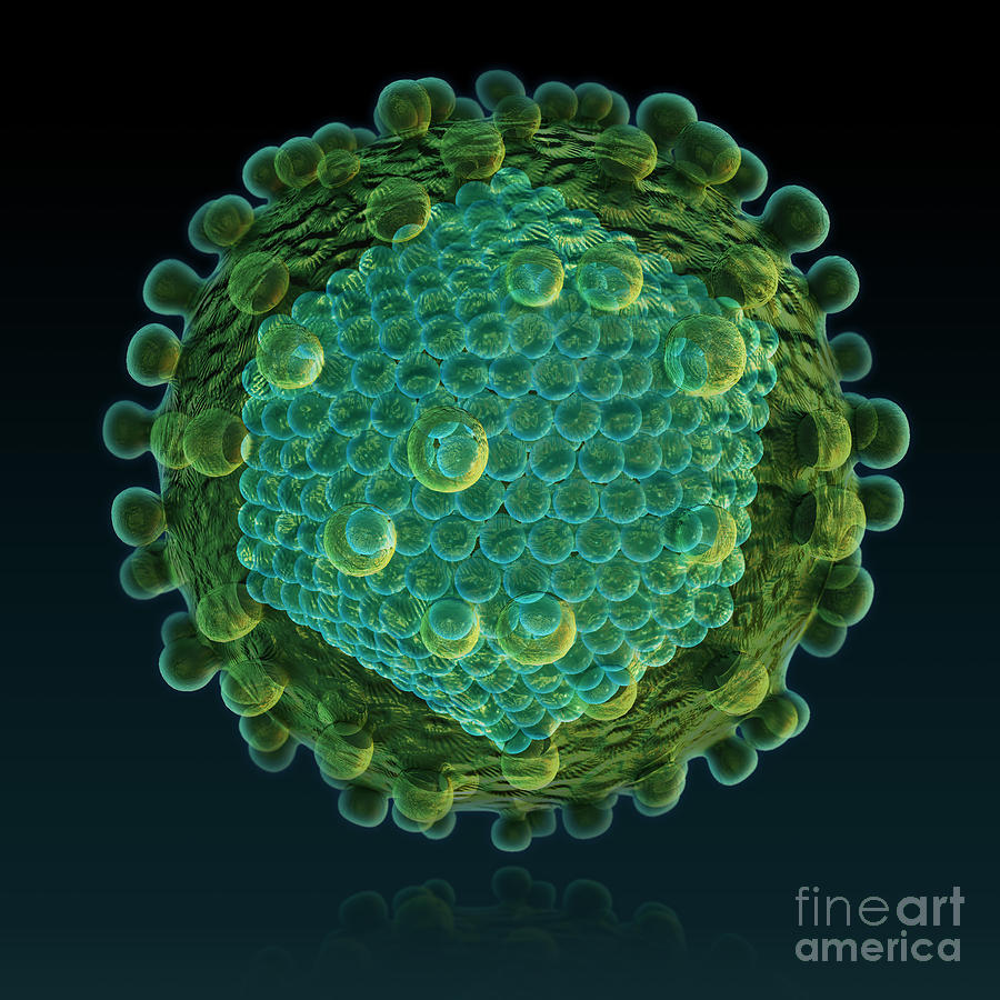Hepatitis C Virus Photograph by Evan Oto