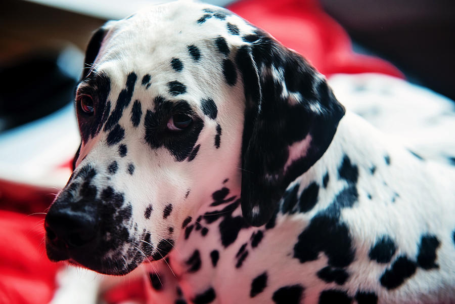 Spring Photograph - Her Eyes. Portrait of Dalmation Dog. Kokkie by Jenny Rainbow