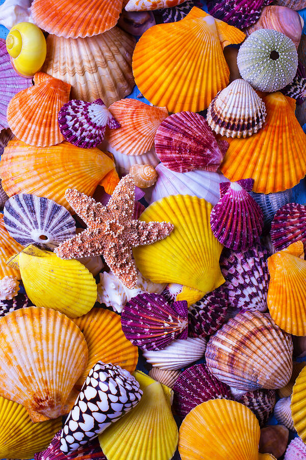 Her Sea Shells Photograph by Garry Gay
