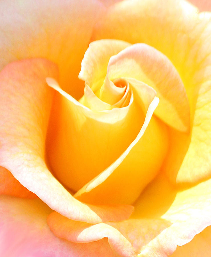 Rose Photograph - Her Sweet Perfume by The Art Of Marilyn Ridoutt-Greene