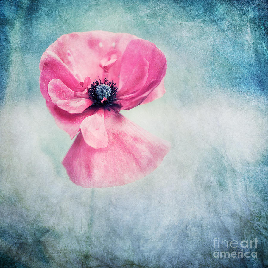 Poppy Photograph - Her Very Last Hours by Priska Wettstein