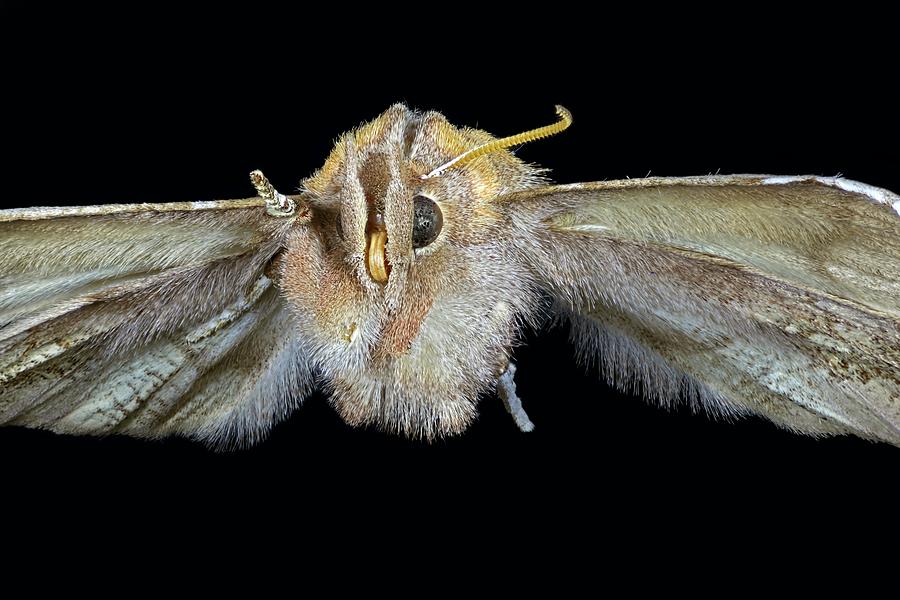 Herald Moth Photograph by Frank Fox