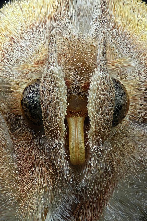 Nature Photograph - Herald Moth Head by Frank Fox