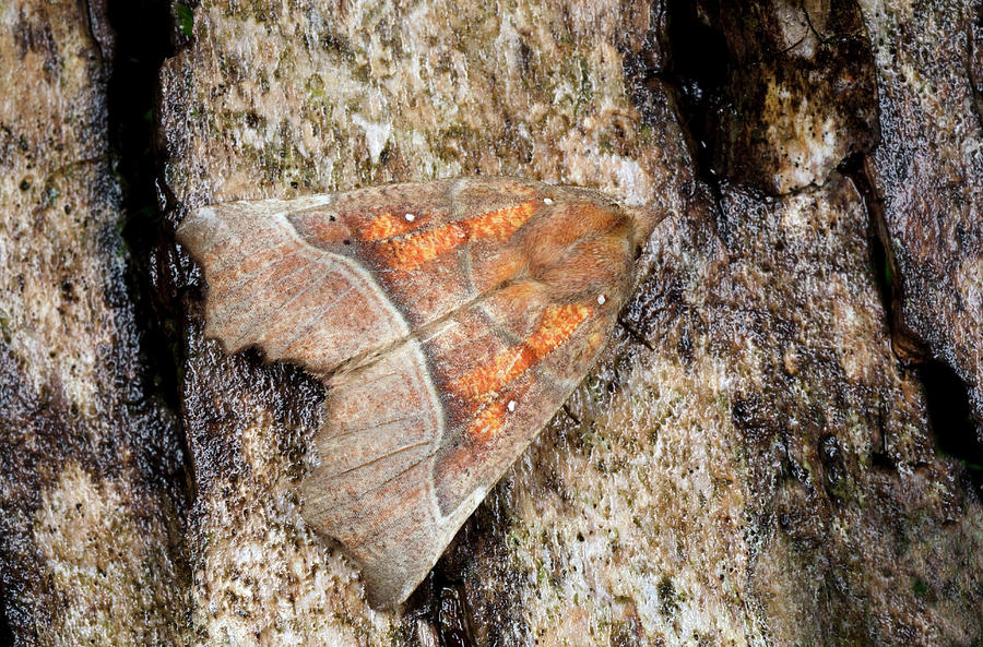 Herald Moth Photograph by Nigel Downer