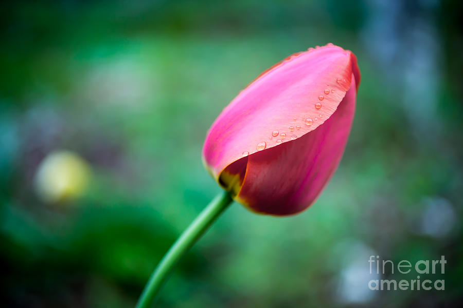 Herald of Spring Photograph by Edward Fielding | Fine Art America