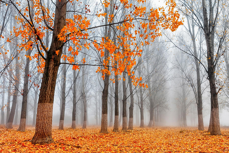 Heralds Of Autumn Photograph by Evgeni Dinev