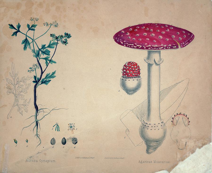 Herb And Mushroom Photograph by Library Of Congress/science Photo Library