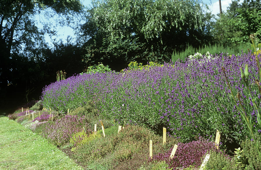 Summer Photograph - Herb Garden by Dan Sams/science Photo Library