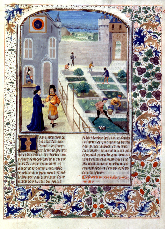 Herb Planting, C1470 Painting by Granger