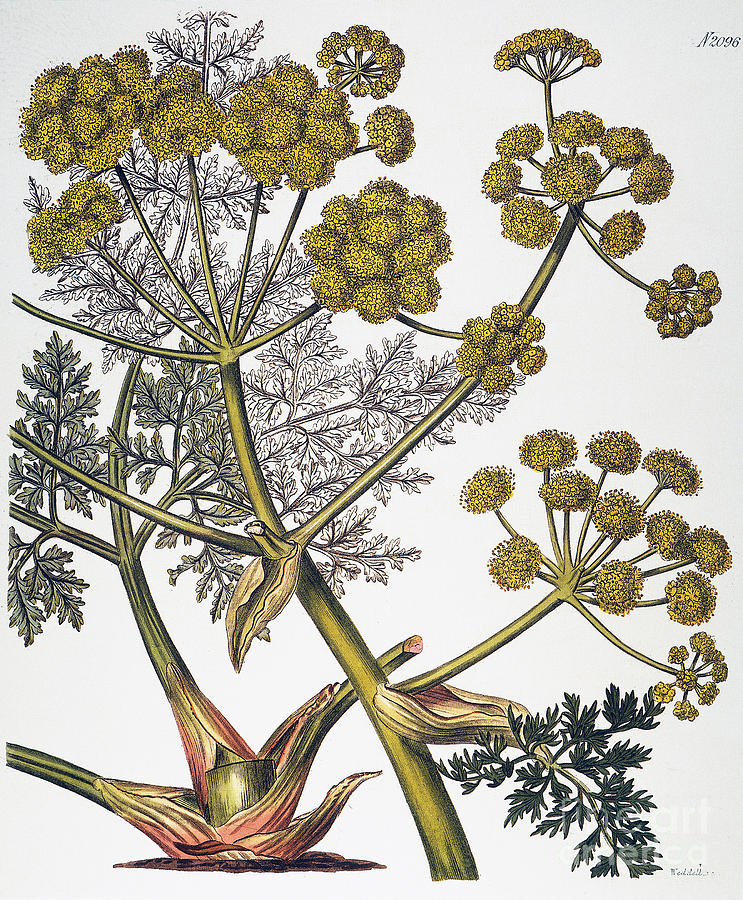 Herbal: Fennel, 1819 Photograph by Granger