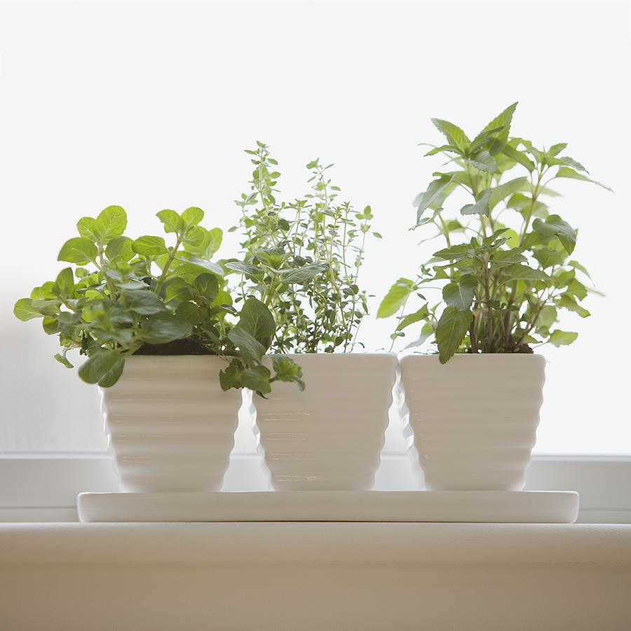 Herbs in pots on windowsill Photograph by Tetra Images