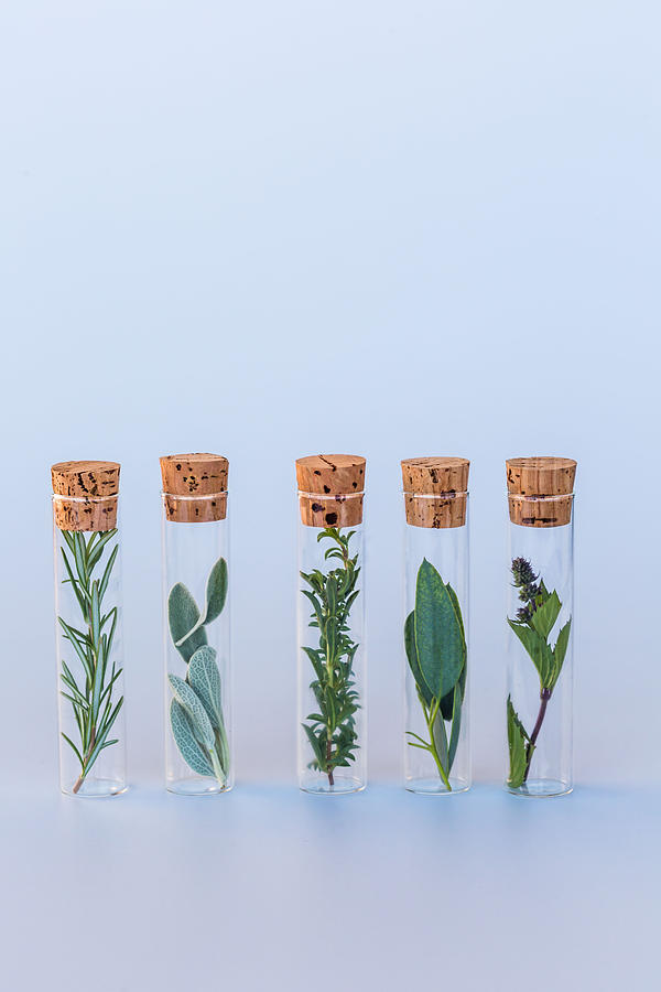 Herbs Photograph by Voisin/Phanie