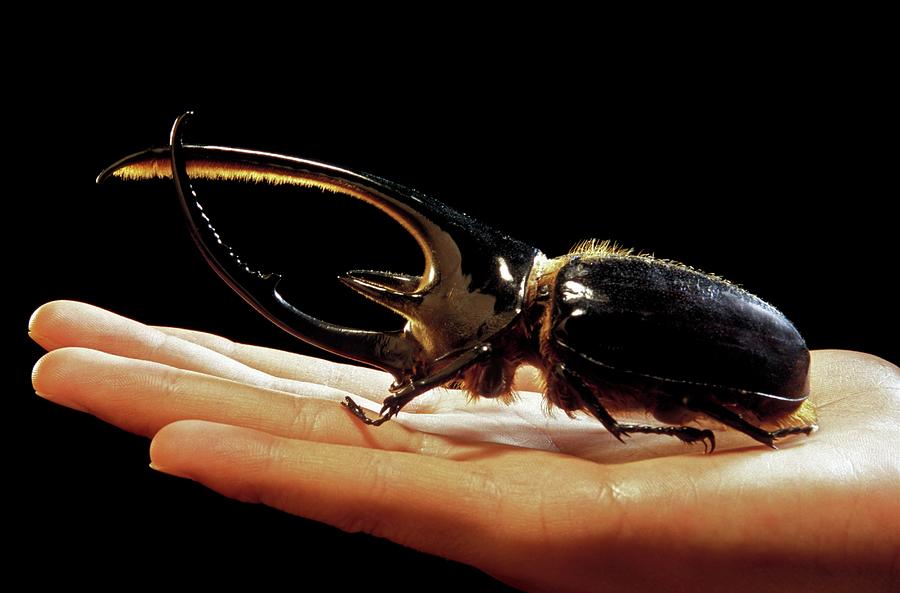 Hercules Beetle Photograph by Patrick Landmann/science Photo Library