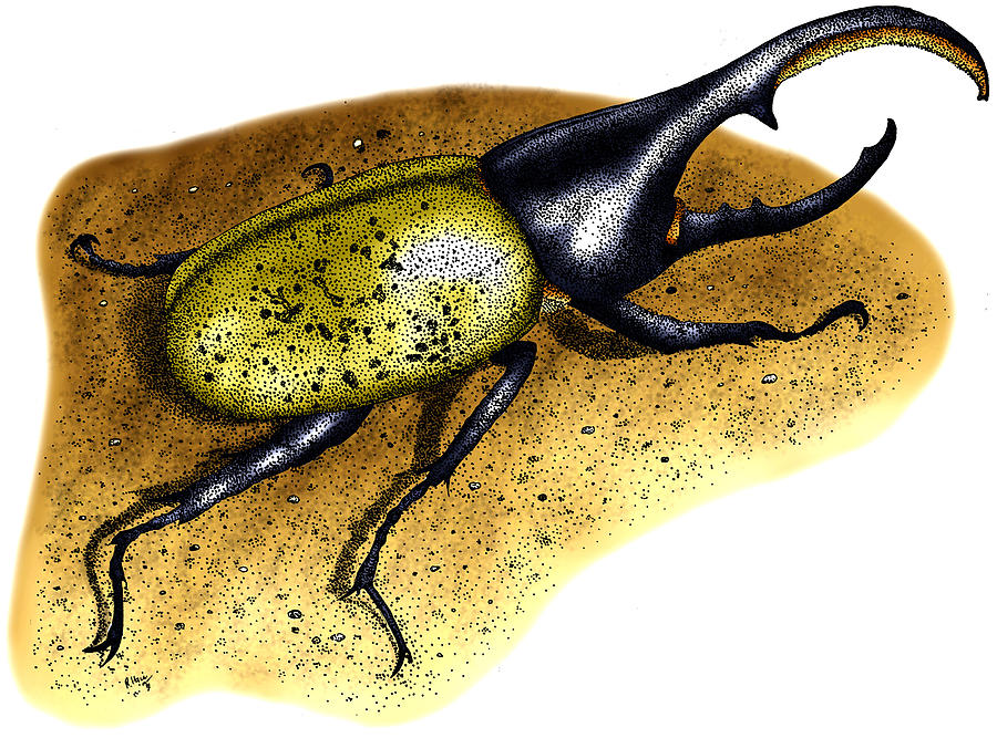 Hercules Beetle Photograph by Roger Hall