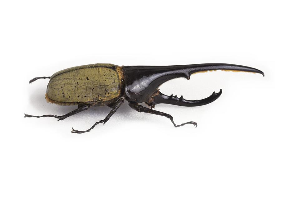 Hercules beetle Photograph by Science Photo Library - Pixels