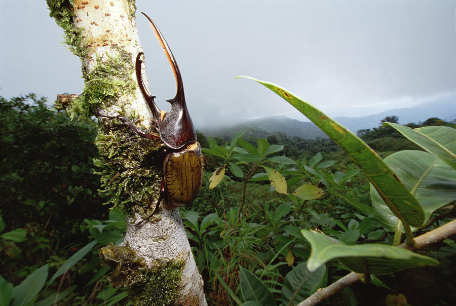 Hercules Scarab Beetle In Rainforest Photograph by Mark Moffett