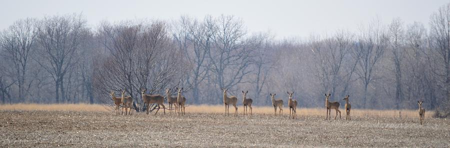 Herd Mentality Photograph by Bonfire Photography