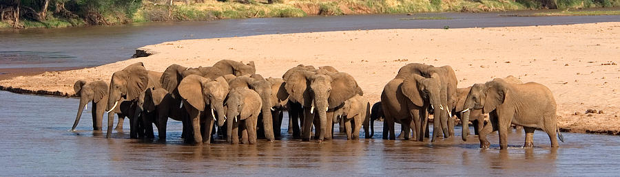 Herd Of African Elephants At A River Photograph by Panoramic Images ...