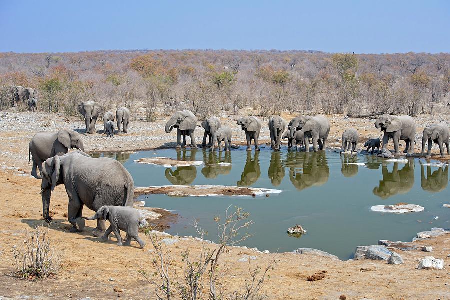 Herd Of African Elephants Drinking Photograph by Tony Camacho