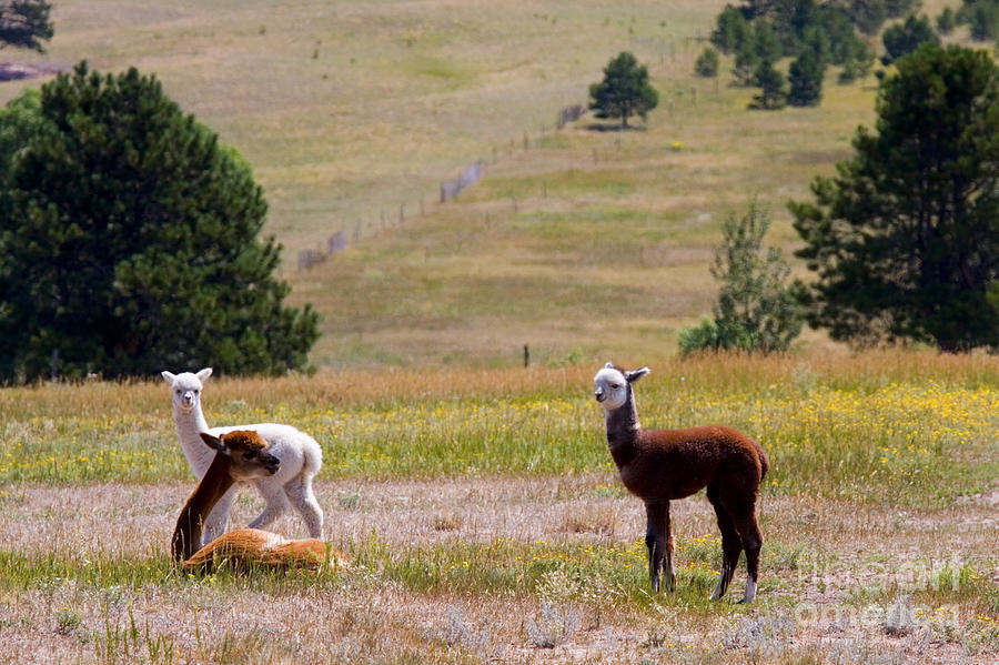 Herd Of Alpaca Photograph