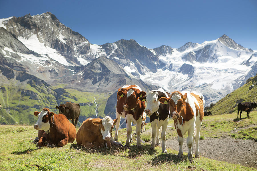 Herd Of Alpine Cows Grazing In Mountains Photograph By Menno Boermans