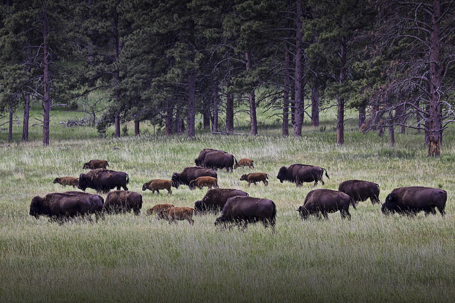 Nature Photograph - Herd of American Buffalo or Bison in Custer State Park by Randall Nyhof