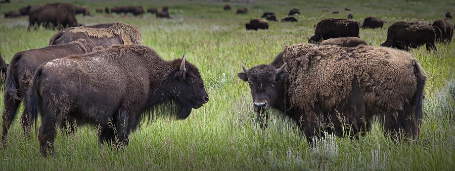 Herd Of American Buffalo Or Bison In Yellowstone Photograph