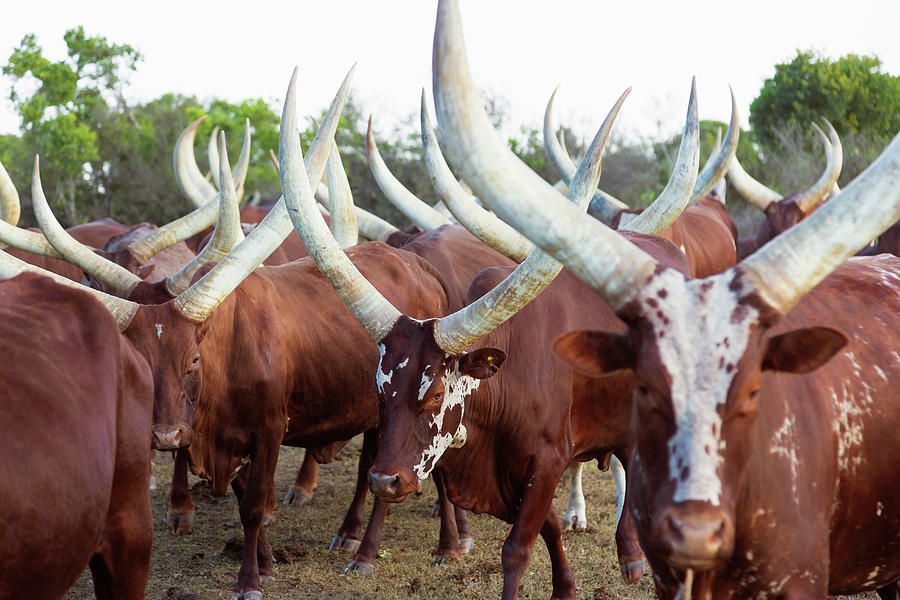 Herd Of Ankole-watusi Cattle, Kenya Photograph by Martin Harvey Herd Of Ankole-watusi Cattle, Kenya Photograph by Martin Harvey