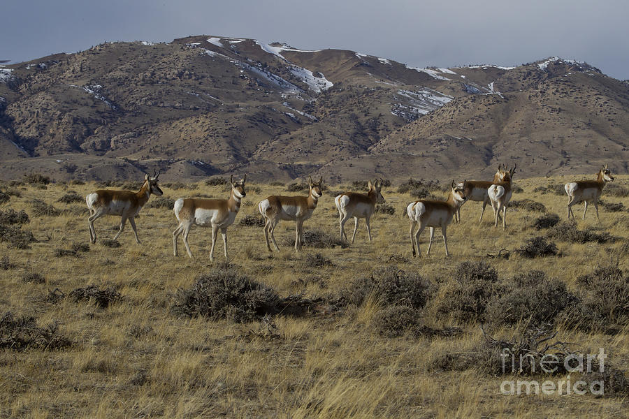 Herd Of Antelope    #5824 Photograph by J L Woody Wooden