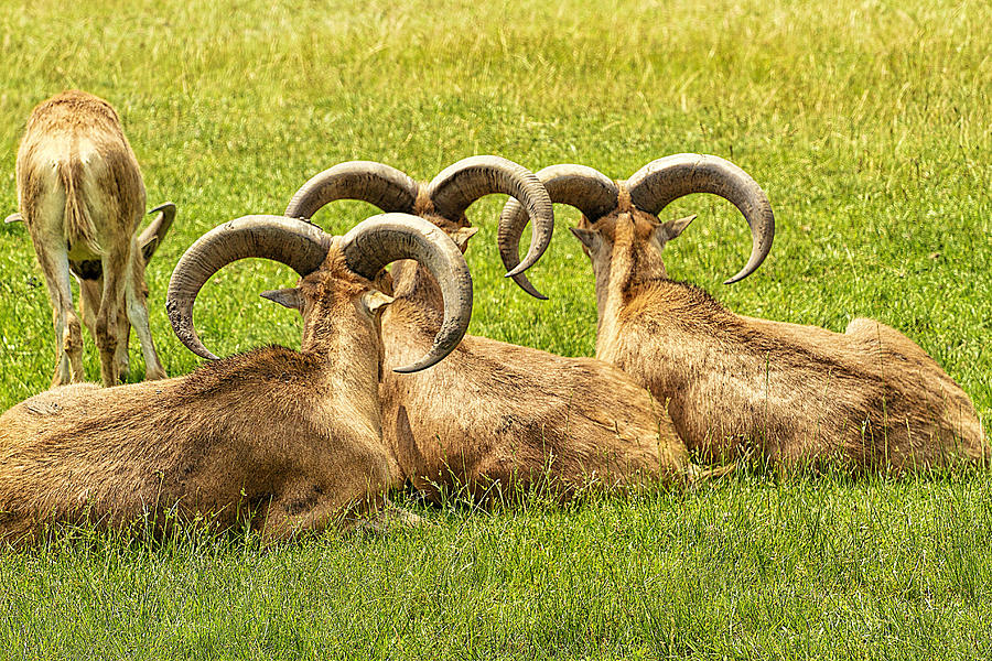 Herd Of Aoudads Resting Photograph