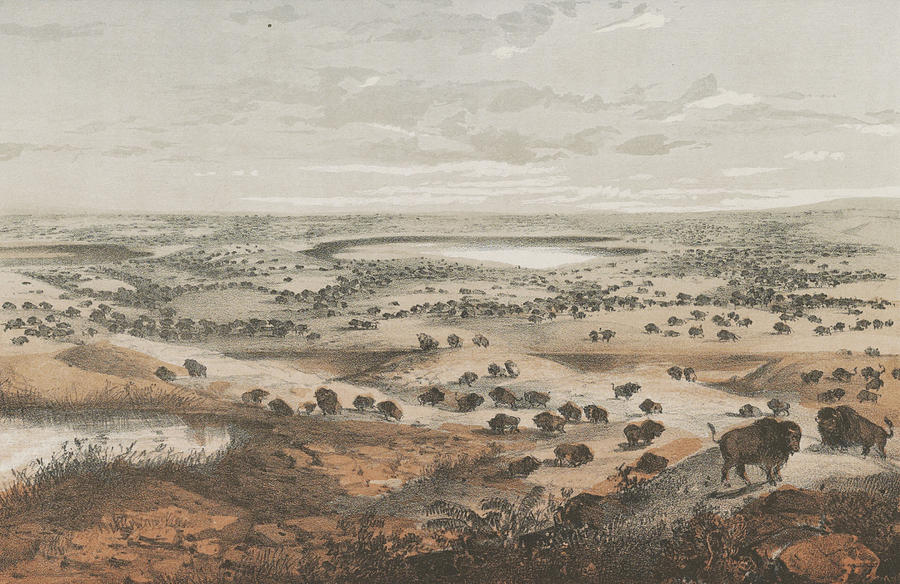 Herd Of Bison, C1855 Painting by Granger