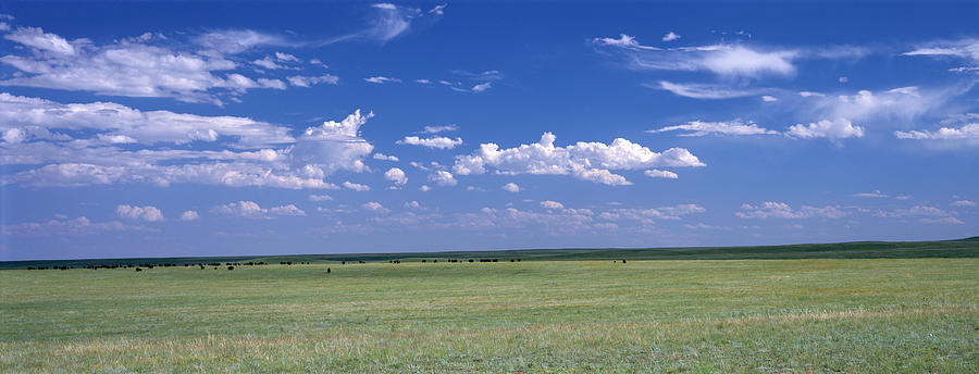 Buffalo Photograph - Herd Of Bison On Prairie Cheyenne Wy Usa by Panoramic Images