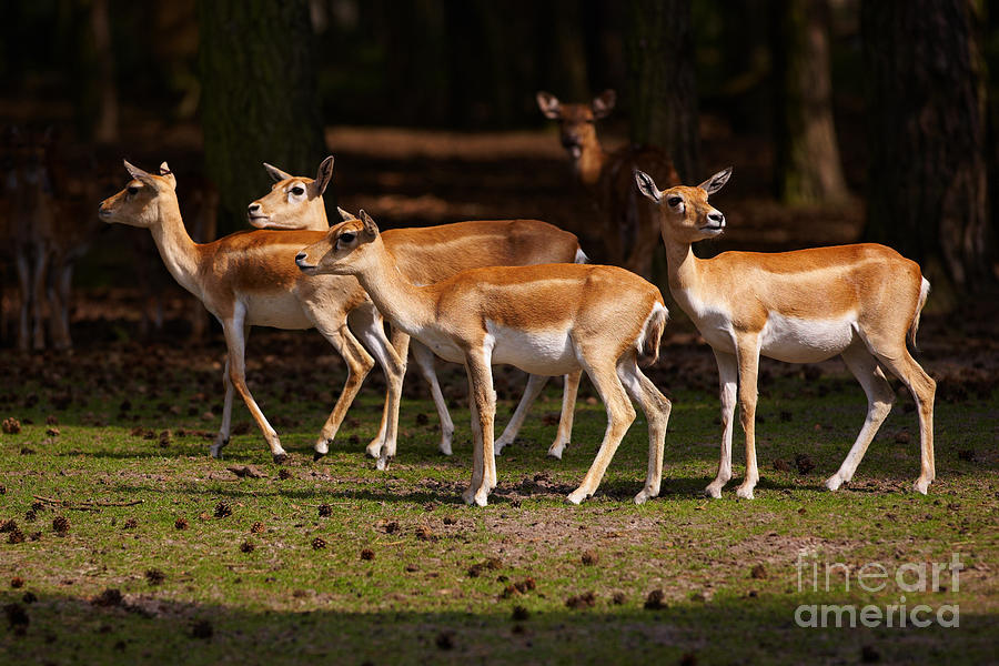 Herd Of Blackbuck Antilopes In A Dark Forest Photograph