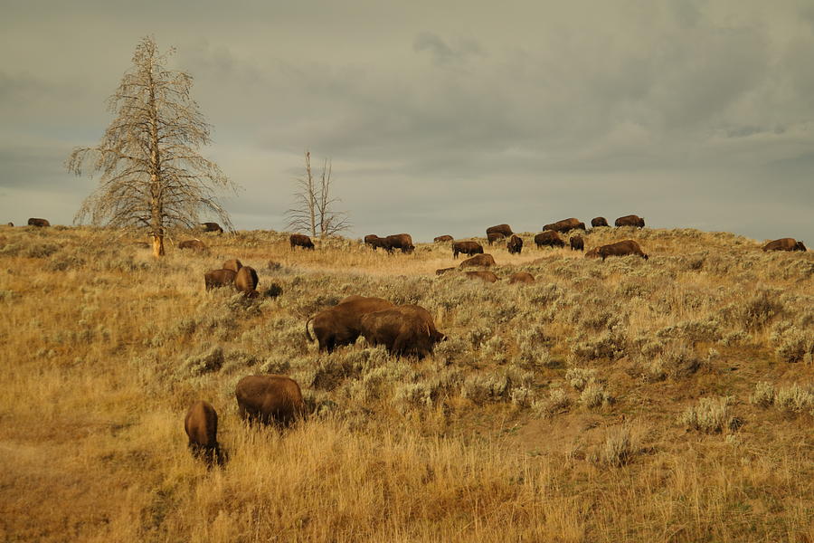 Herd of buffalo Photograph by Jeff Swan