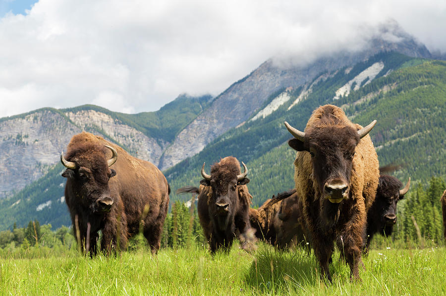 Herd Of Buffalo Or Bison, Alberta Photograph by Peter Adams