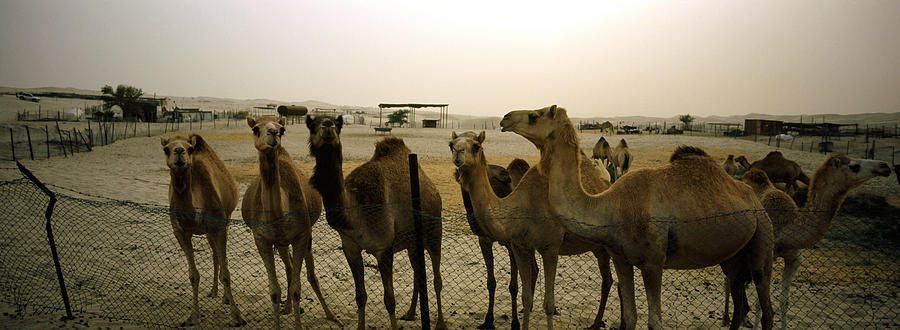 Nature Photograph - Herd Of Camels In A Farm, Abu Dhabi by Panoramic Images